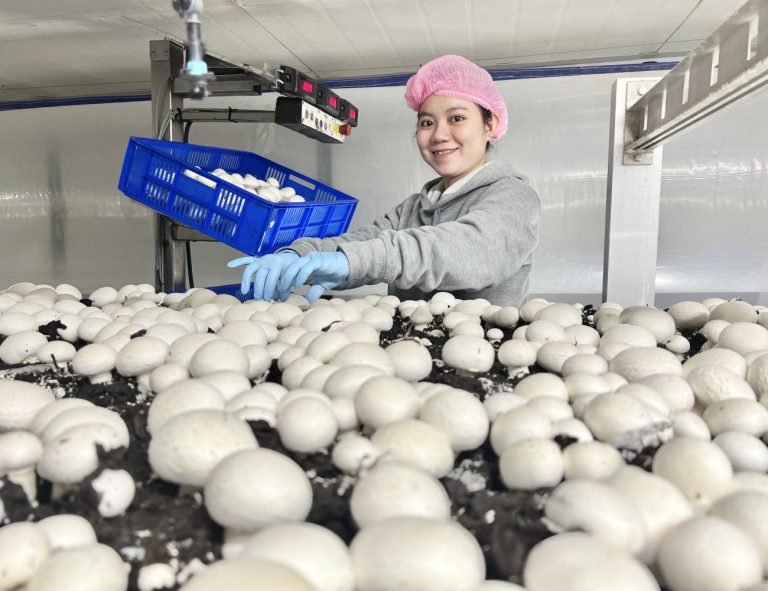 About Us Regal Mushrooms