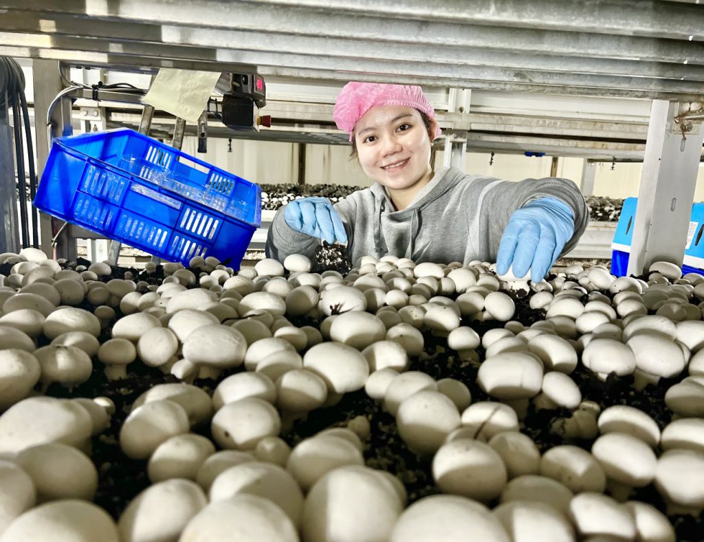 About Us Regal Mushrooms