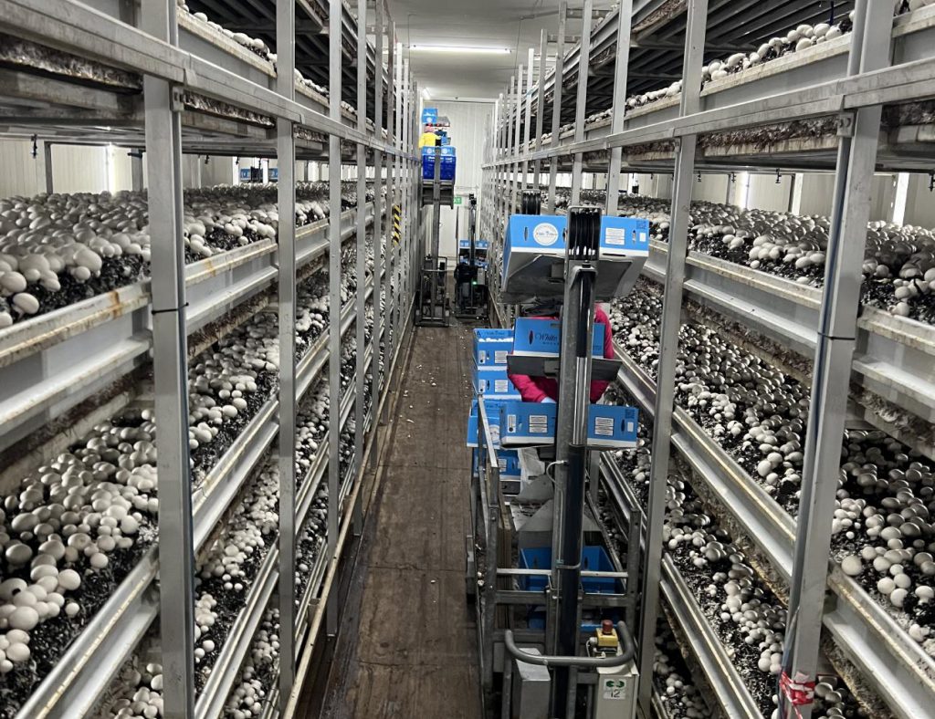 About Us Regal Mushrooms