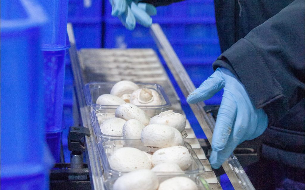 Our Products Regal Mushrooms